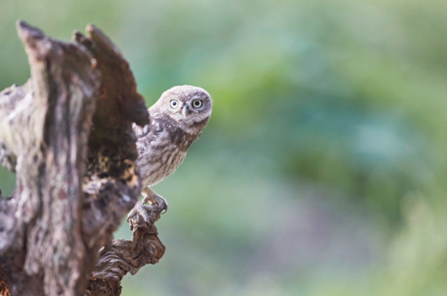 Owlet spotted the photographer