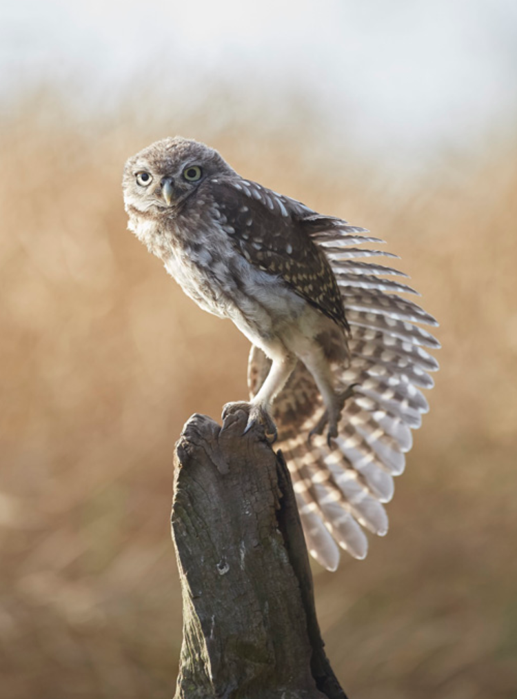 Owlet stretching its wing