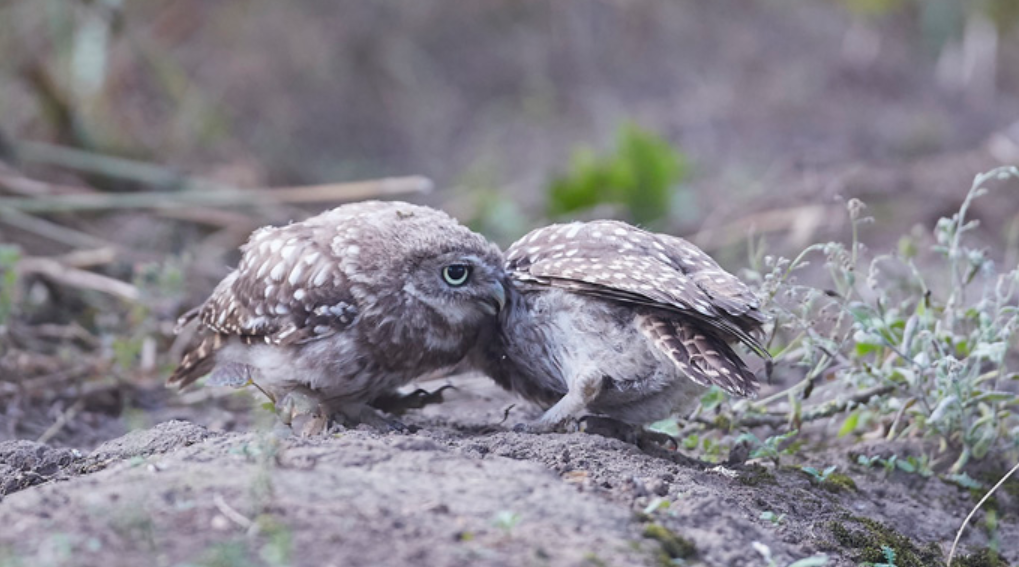 Owlets share a moment