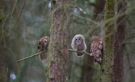Tawny Owls attending to one of their owlets that is now branching.
