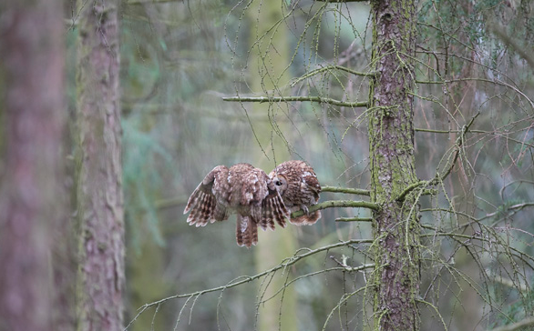 Male Tawny Owl feeding the female.