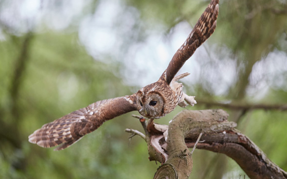 Tawny Owl in flight.