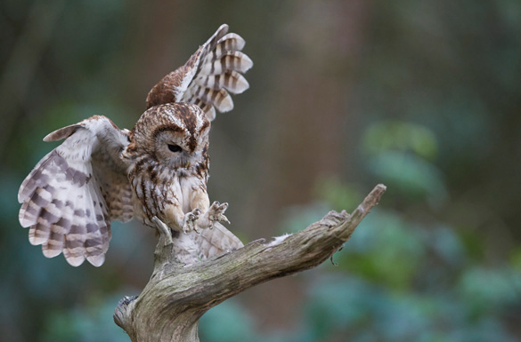 Tawny Owl landing
