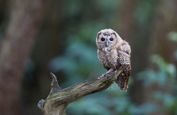 Tawny Owl Owlet branching.