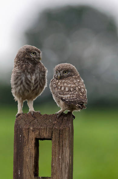 Little Owl Owlets visiting the hide.