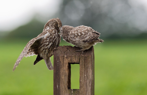 Little Owl Owlets visiting the hide.