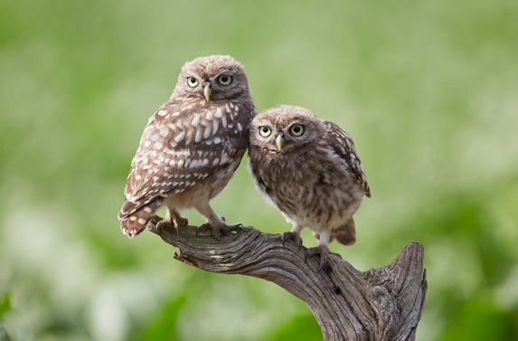 Two Little Owl Owlets visits the hide.