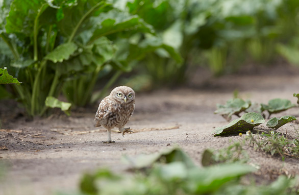 Little Owl Owlet walks on the floor near the hide