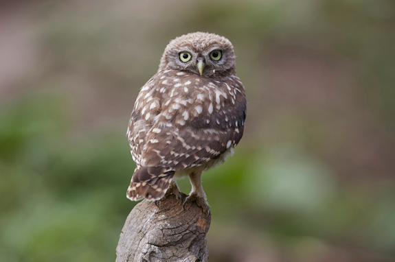 Little Owl Owlet visits the hide.