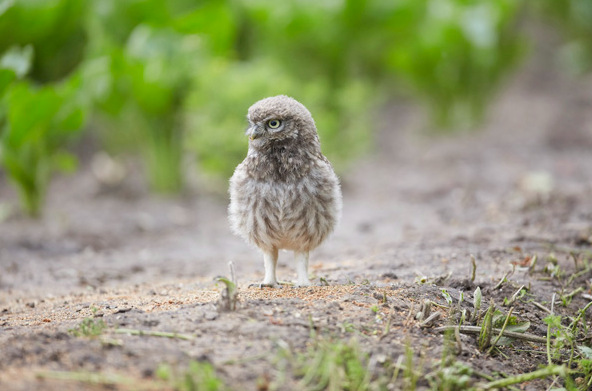 Little Owl Owlet, Athene noctua, hunting on the ground, East Yorkshire, England, UK, introduced to Britain 19th century, partly diurnal.