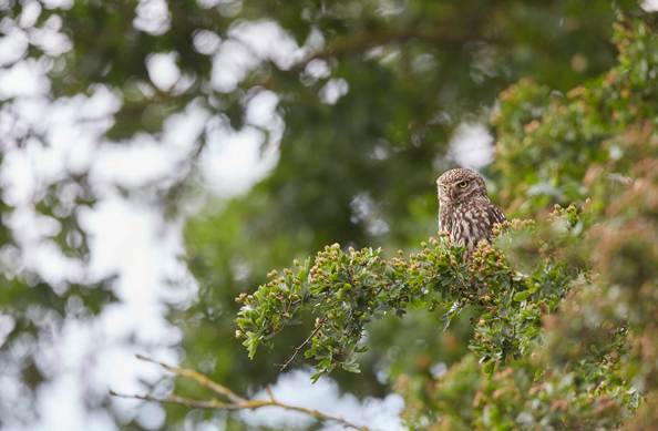 Little Owl, Athene noctua, perched up in the hedgrow