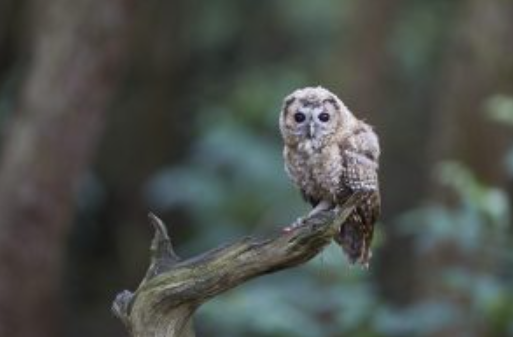Tawny Owlet branching.